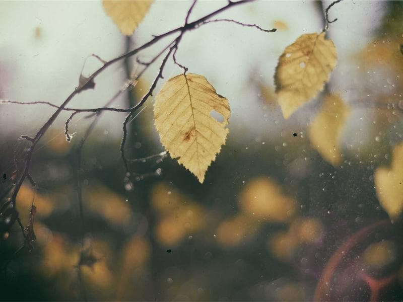 'Te cuento los ecosistemas' con Alicia Cuenteando