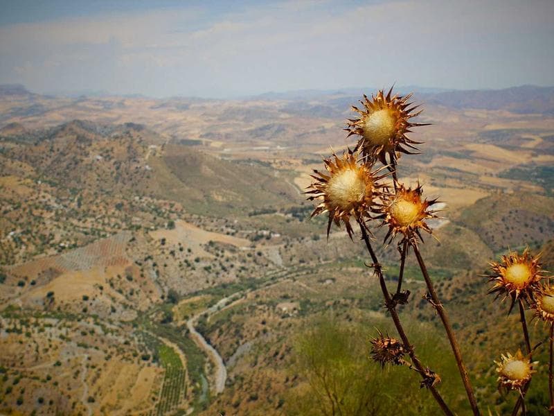 Espectáculo infantil: 'Flora y fauna al rescate'